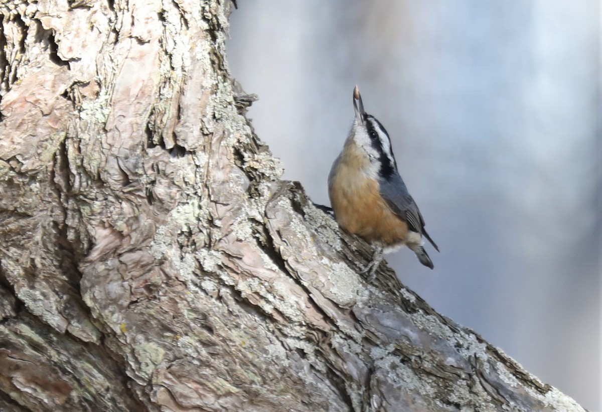 Red-breasted Nuthatch - ML524950931