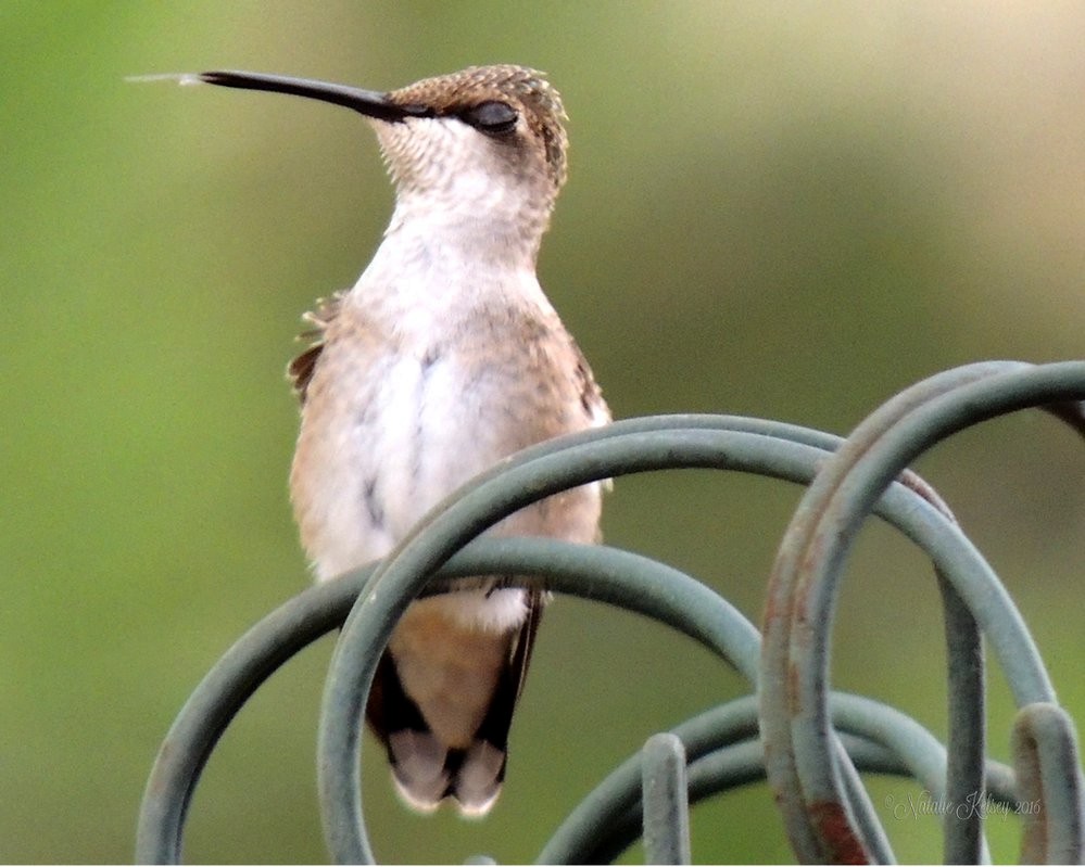 Black-chinned Hummingbird - Natalie Kelsey