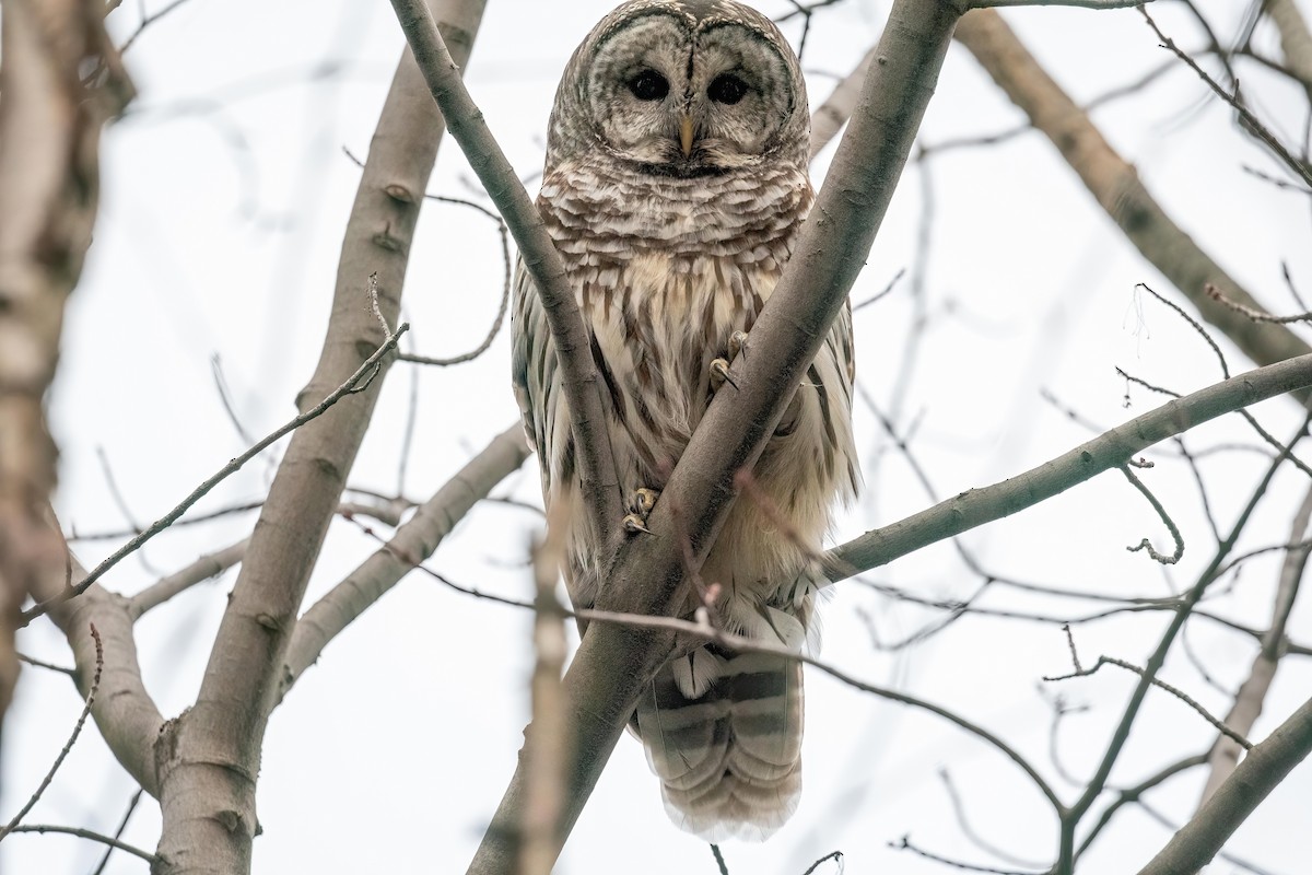 Barred Owl - Yannick Fleury