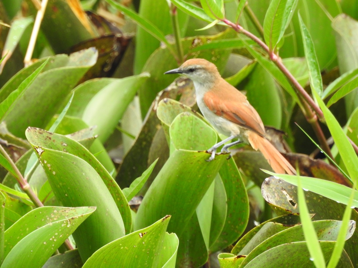 Yellow-chinned Spinetail - ML524958961
