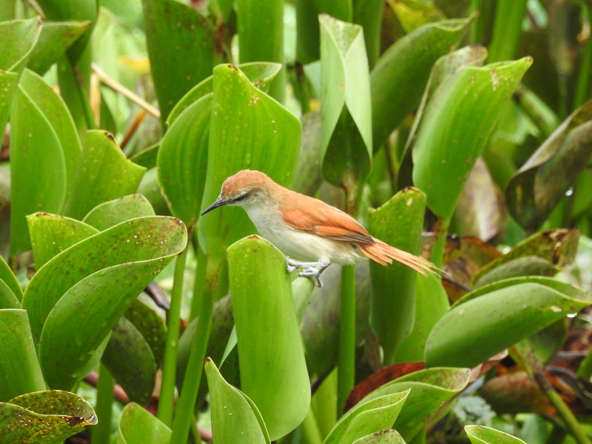 Yellow-chinned Spinetail - ML524959021