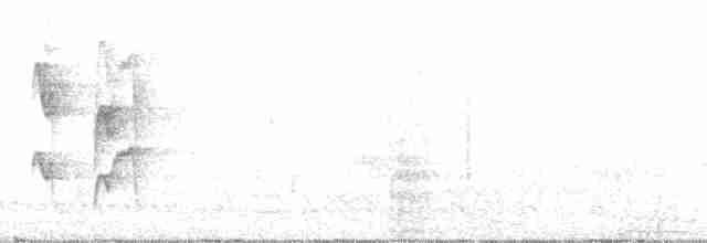 Graustirn-Dickichtschlüpfer - ML52496