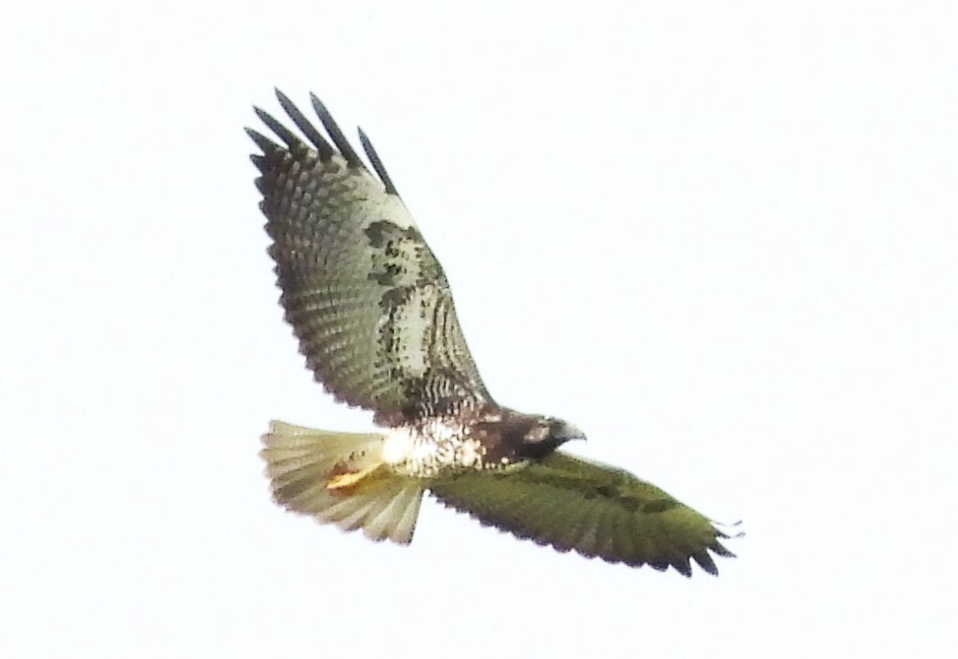 White-tailed Hawk - ML524965591