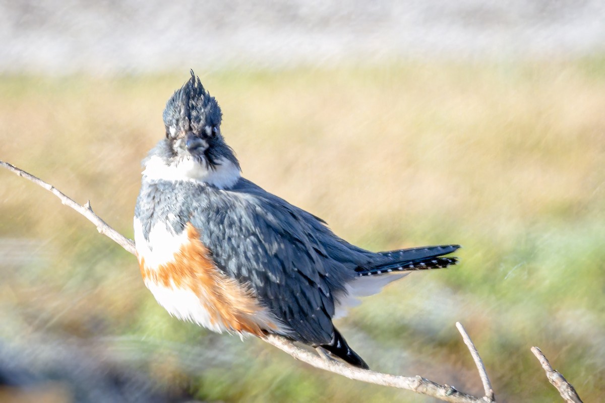 Belted Kingfisher - ML524967071