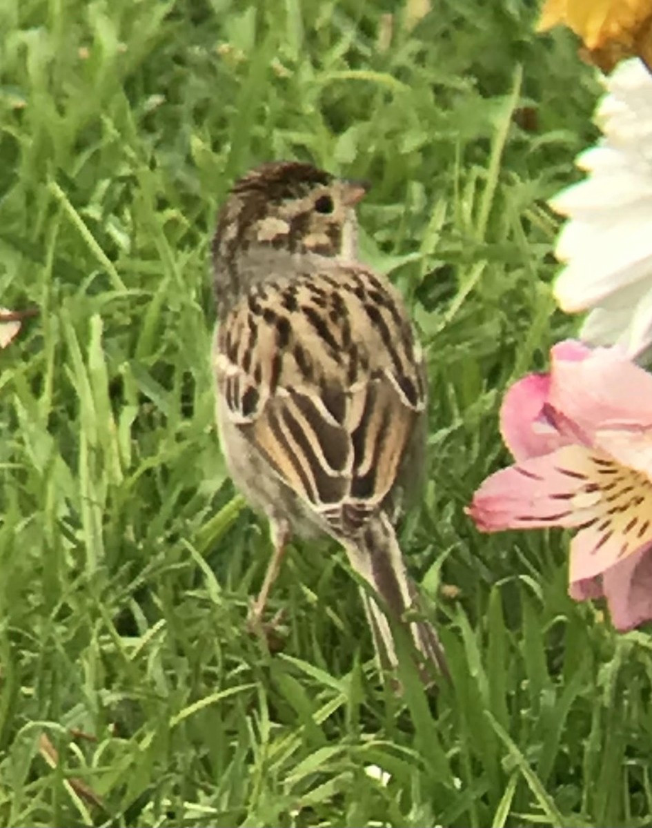 Clay-colored Sparrow - ML524969861