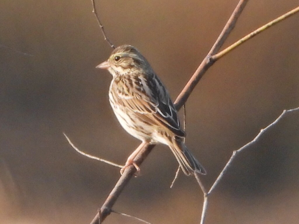 Savannah Sparrow - ML524976721