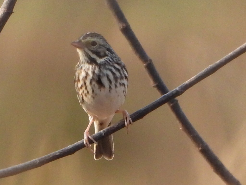 Savannah Sparrow - ML524976731
