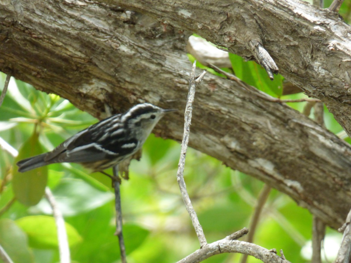 Black-and-white Warbler - ML52498291