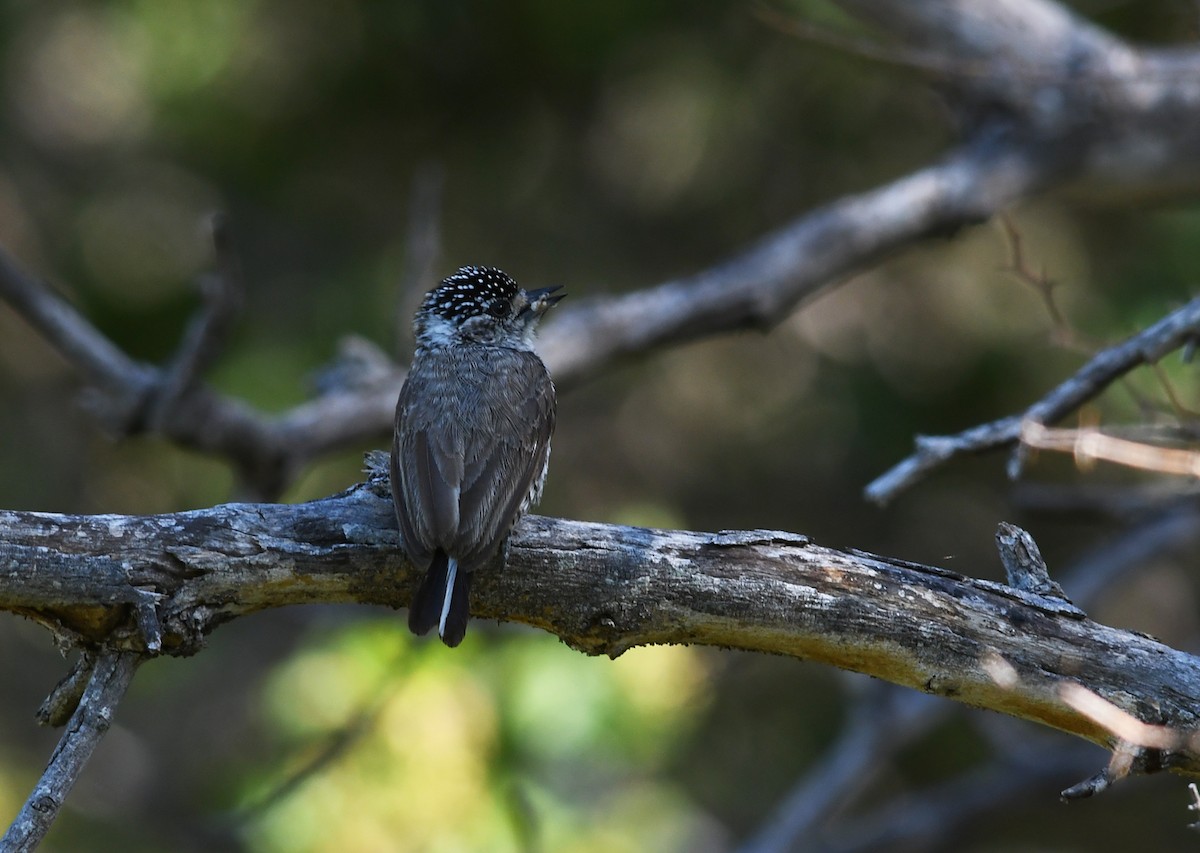White-barred Piculet - ML524985471