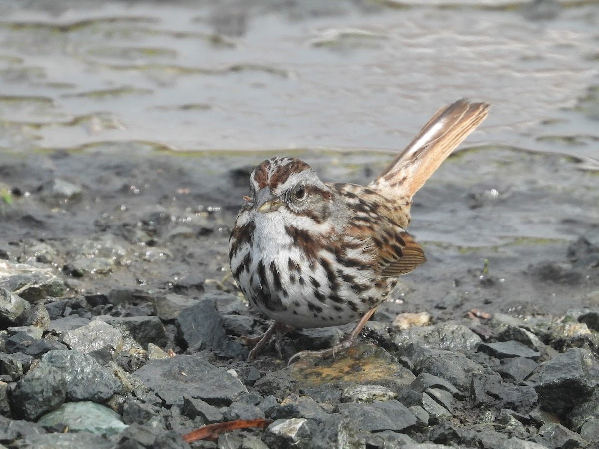 Song Sparrow - Long-eared Owl