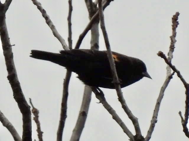 Red-winged Blackbird - ML524987191