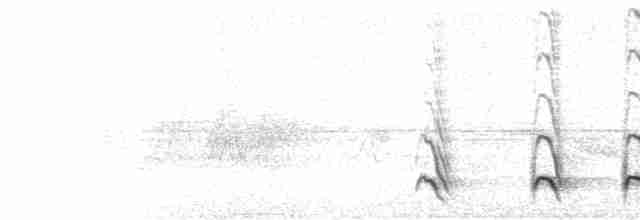  - Black-crested Antshrike (Black-crested)