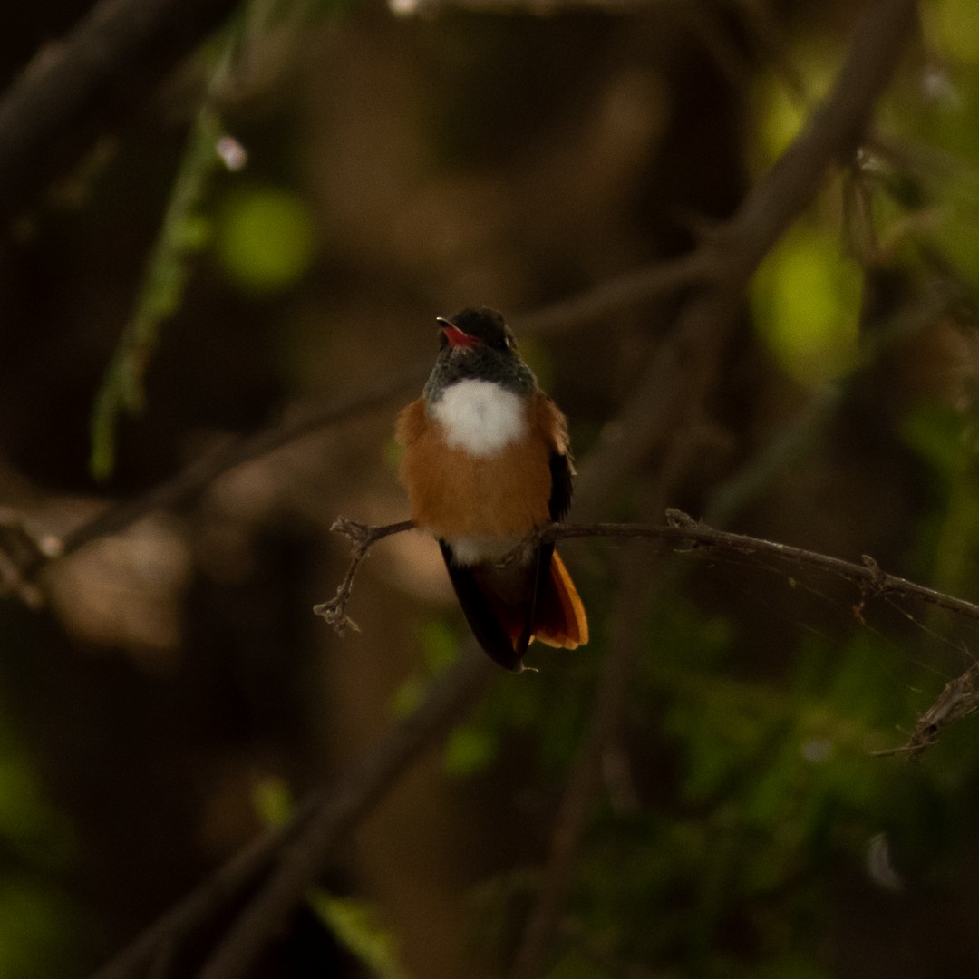 Amazilia Hummingbird - ML524997361