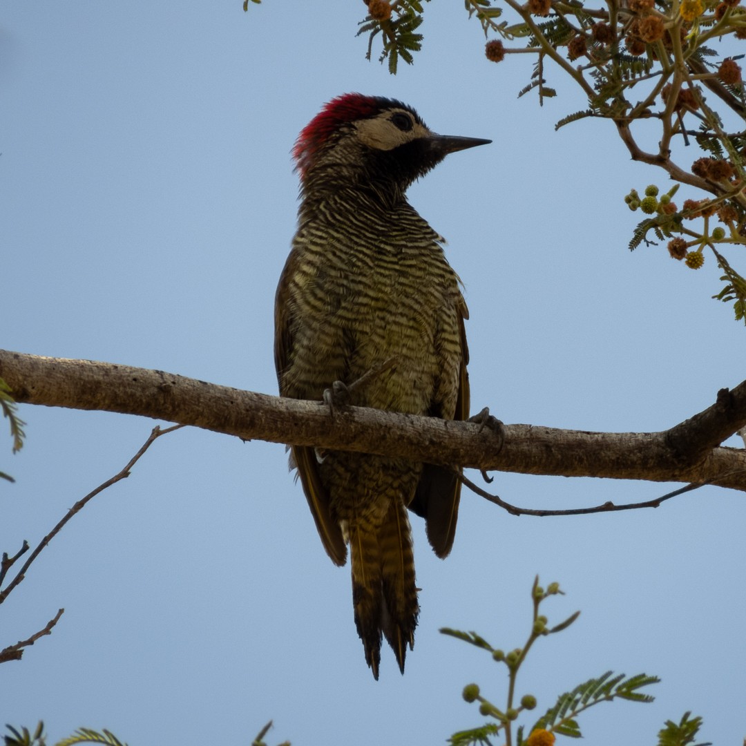 Golden-olive Woodpecker - Santiago Campos Castro