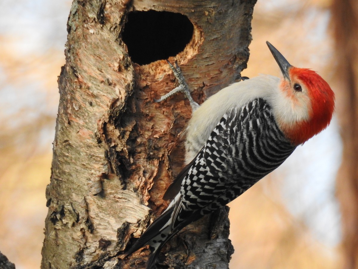 Red-bellied Woodpecker - Carlton Noll