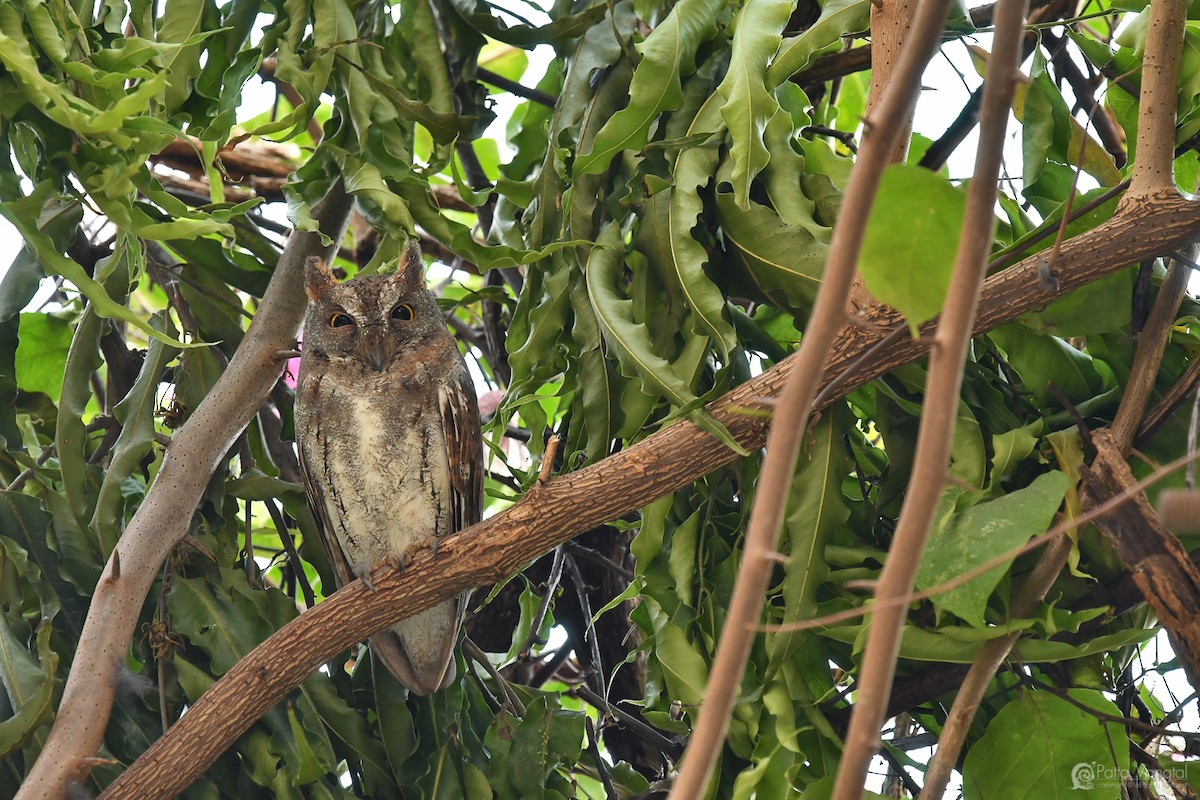 Oriental Scops-Owl - Pattaraporn Vangtal