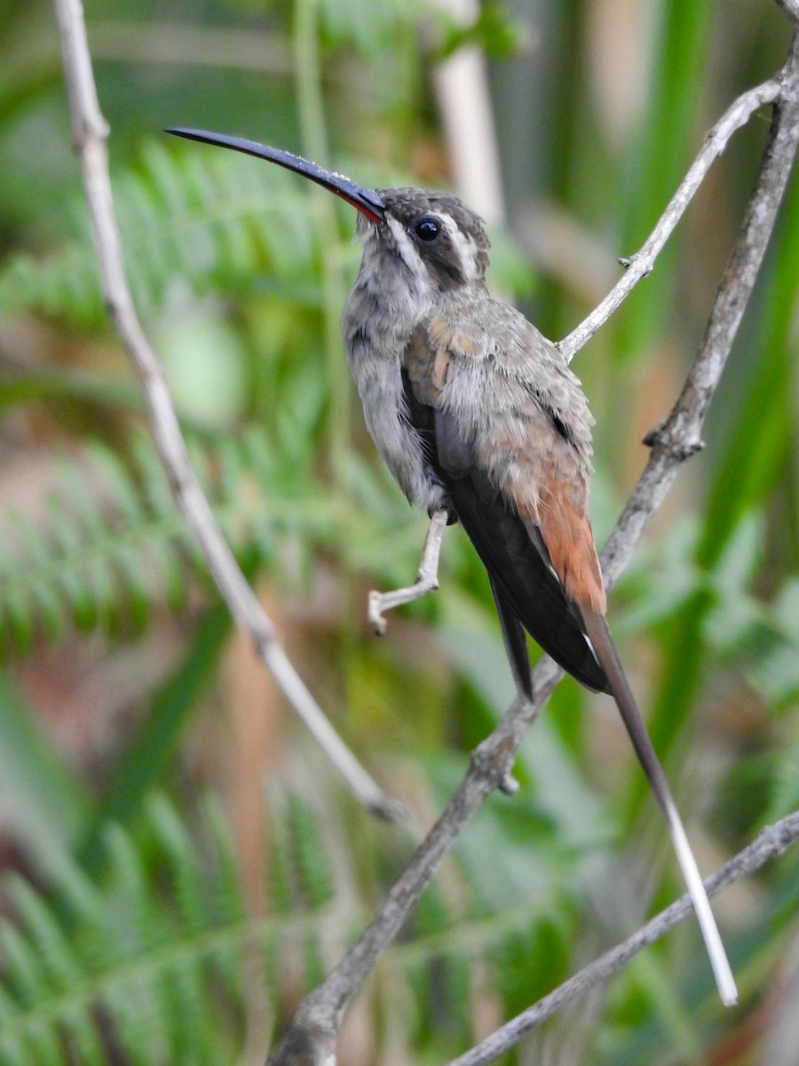 Sooty-capped Hermit - ML525002651