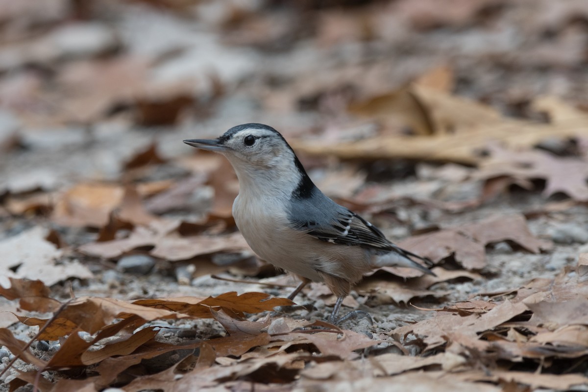 White-breasted Nuthatch - ML525006011