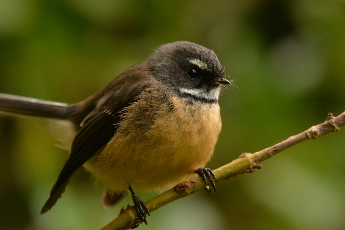 New Zealand Fantail - Christopher Stephens