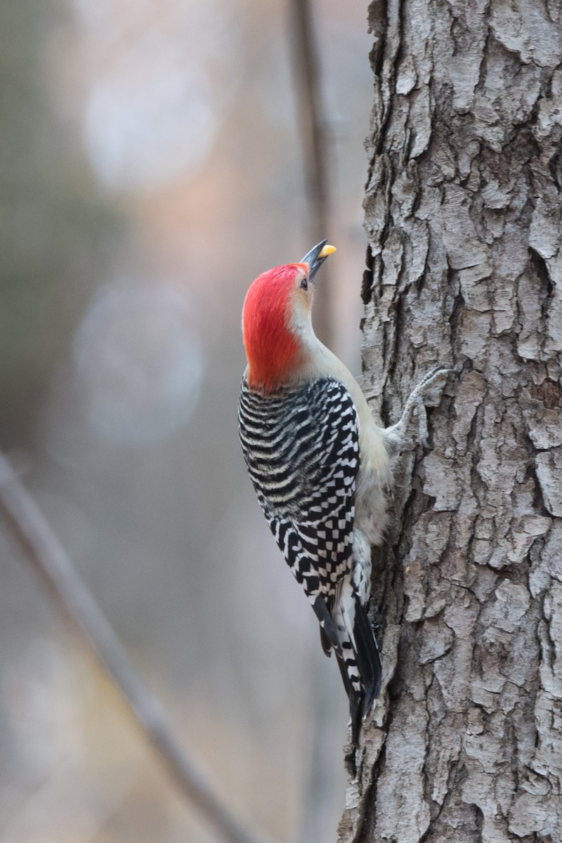 Red-bellied Woodpecker - ML525006891