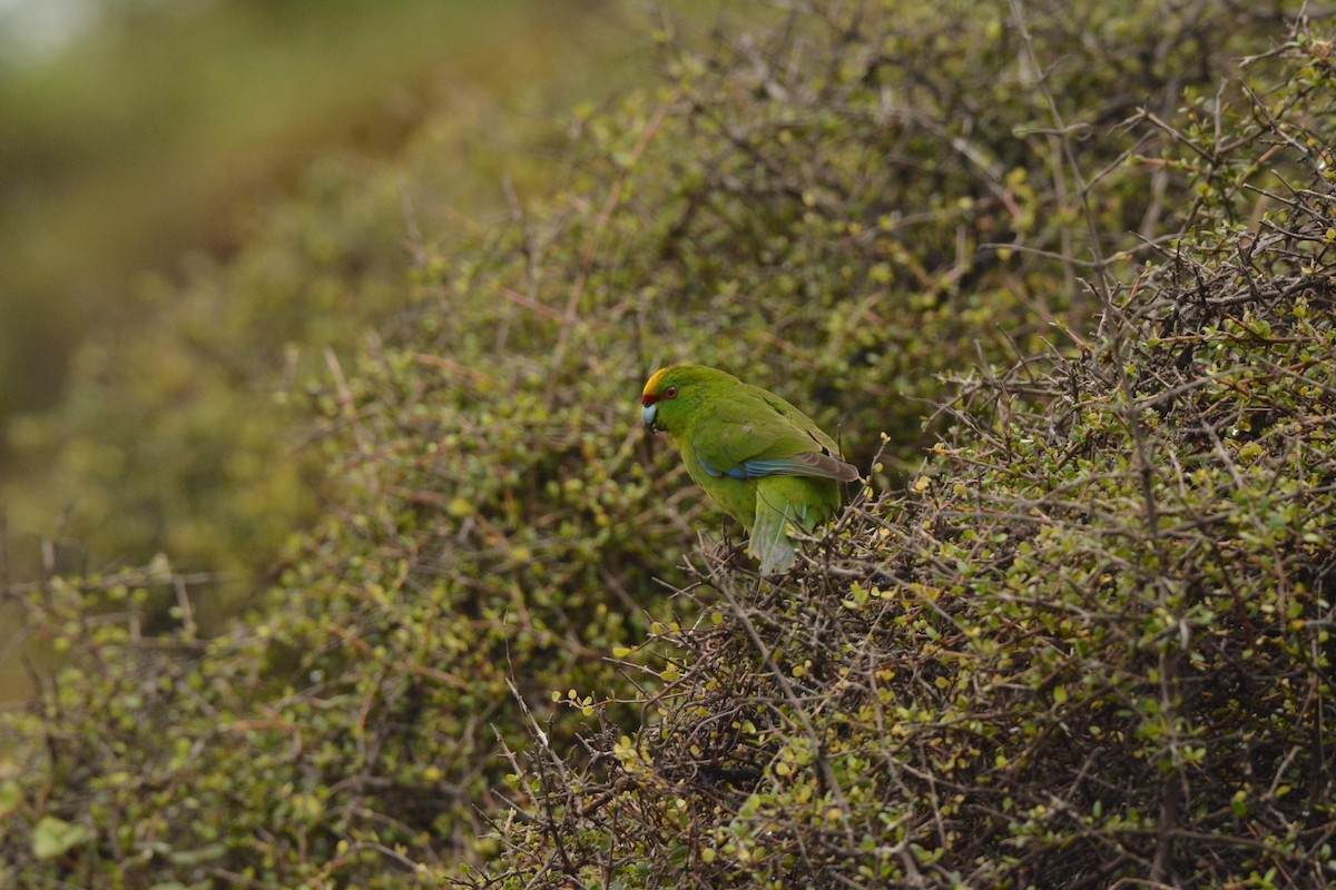 Yellow-crowned Parakeet - ML52500941