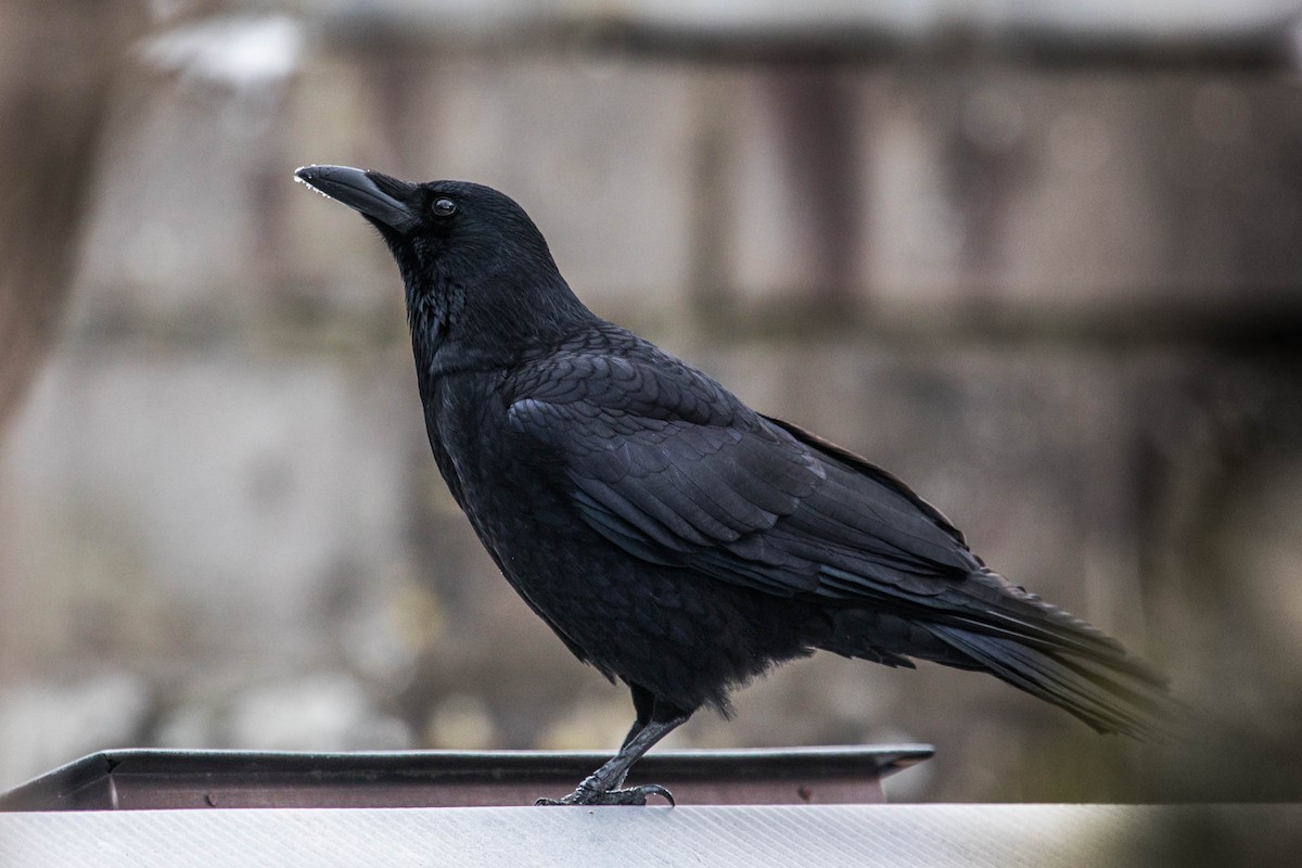Large-billed Crow - ML525012361