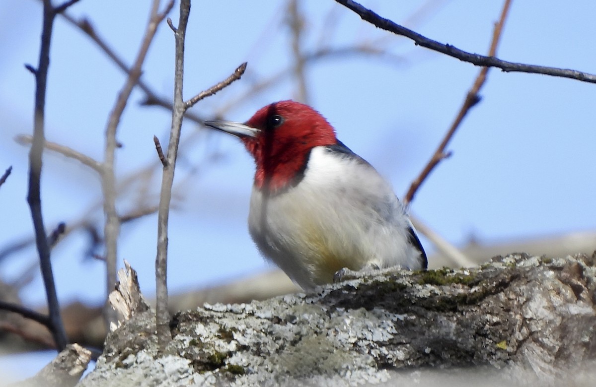 Red-headed Woodpecker - ML525014081