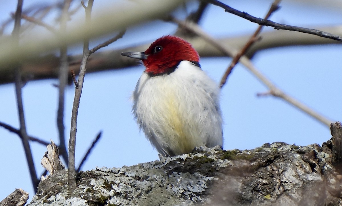 Red-headed Woodpecker - ML525014091