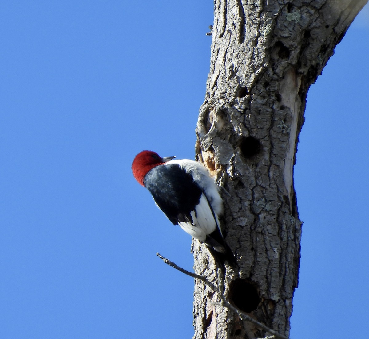 Red-headed Woodpecker - ML525014101