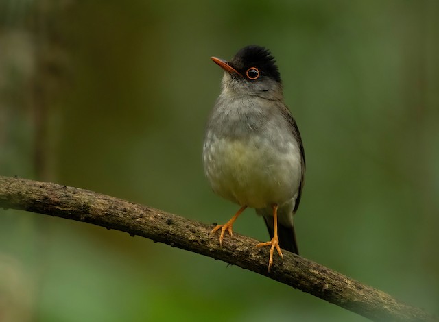 Nightingale, Black Bird, Thrush call (just add water)