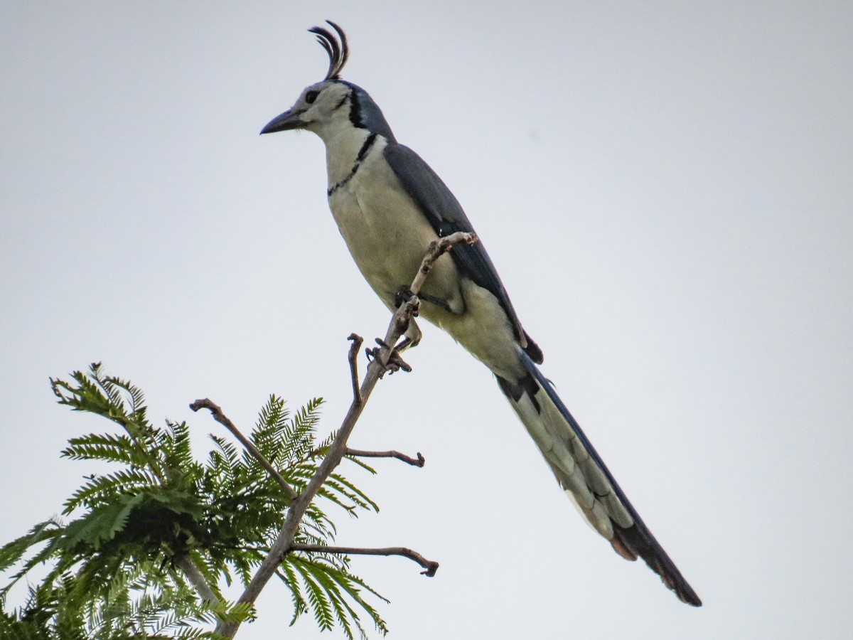 White-throated Magpie-Jay - ML525014801