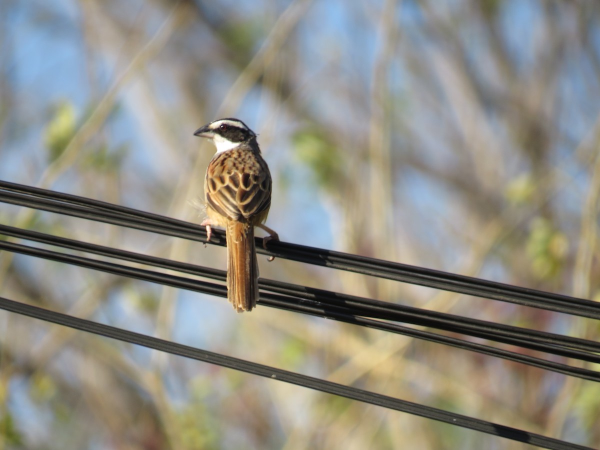 Stripe-headed Sparrow - ML525015031