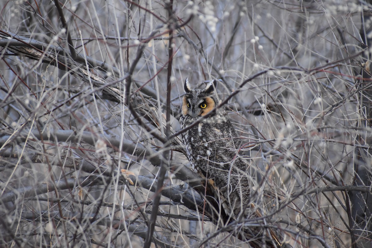 Long-eared Owl - ML525019311