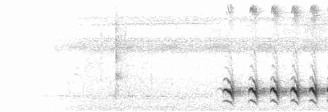  - Black-hooded Antshrike