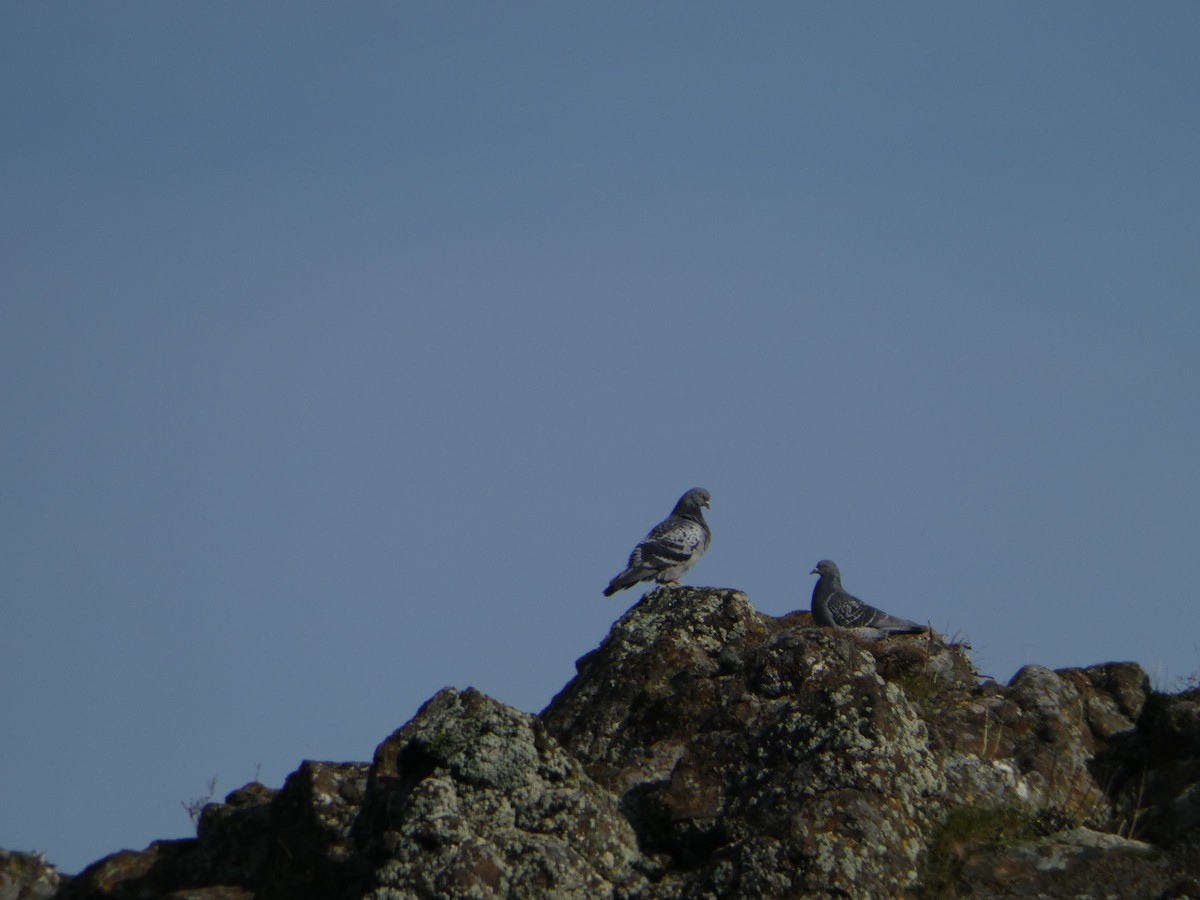 Rock Pigeon (Feral Pigeon) - ML525023581