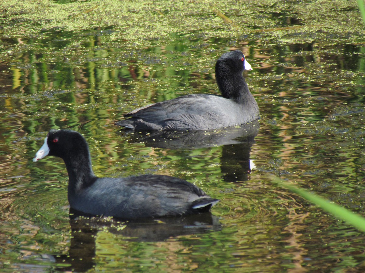 American Coot (Red-shielded) - ML52502731