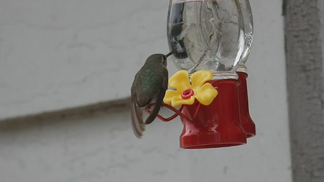 Calliope Hummingbird - ML525033131