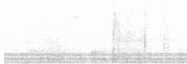 Дивоптах-шилодзьоб чорний - ML525035731