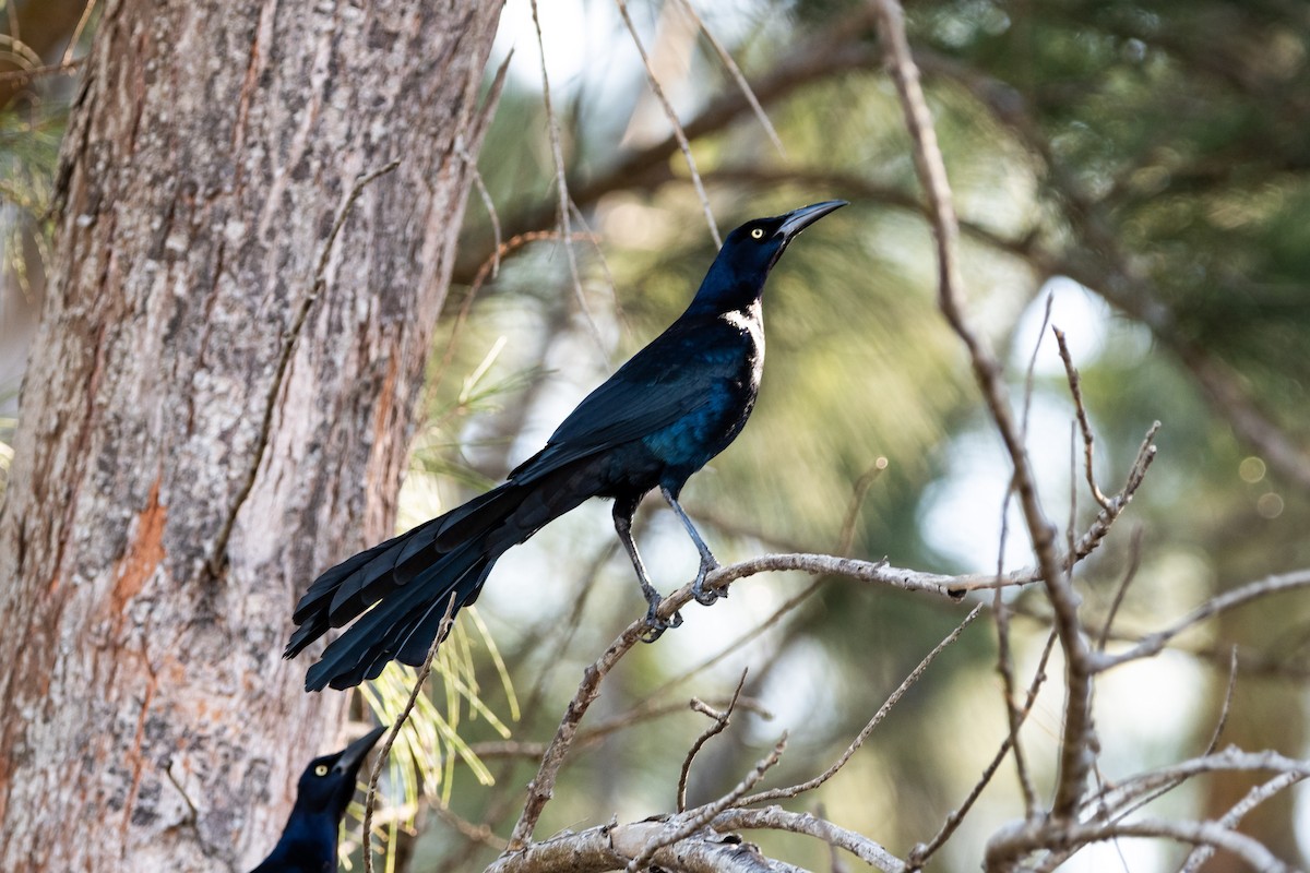 Great-tailed Grackle - ML525038011