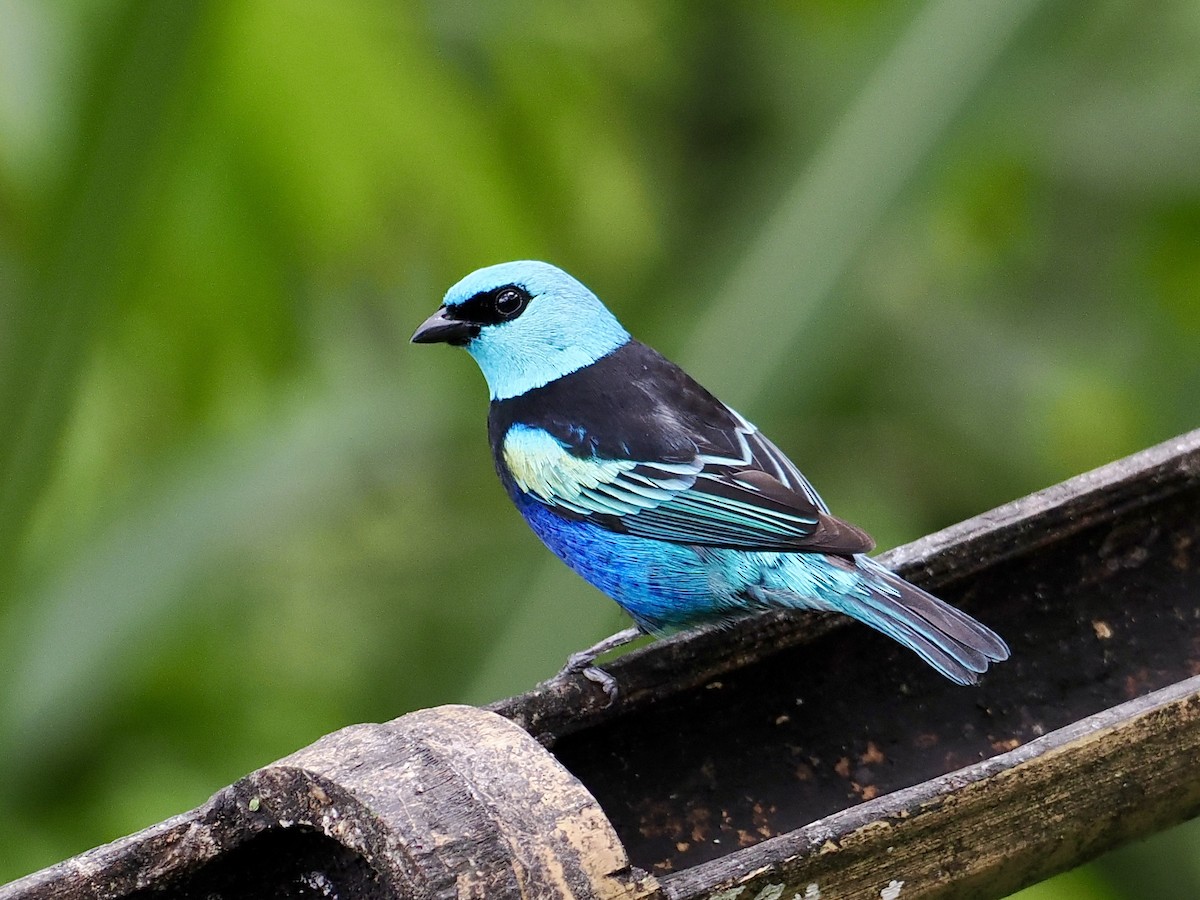 Blue-necked Tanager - ML525039431