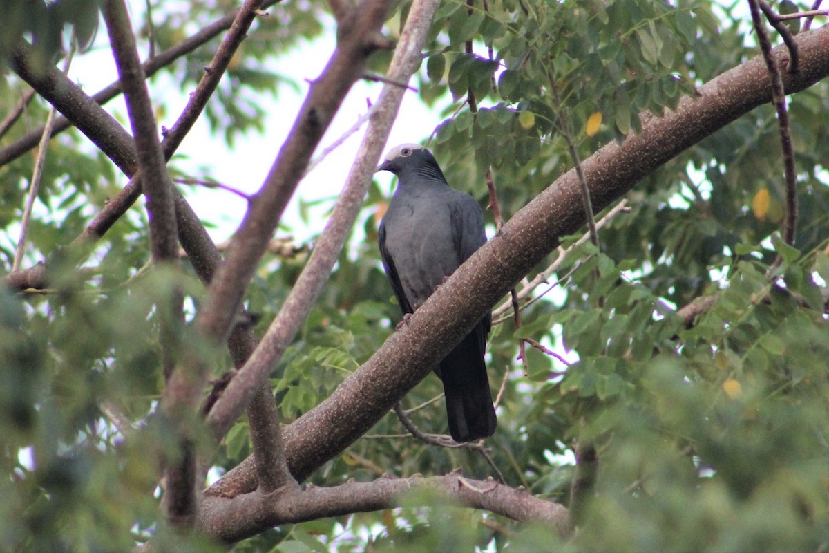 White-crowned Pigeon - ML525049421
