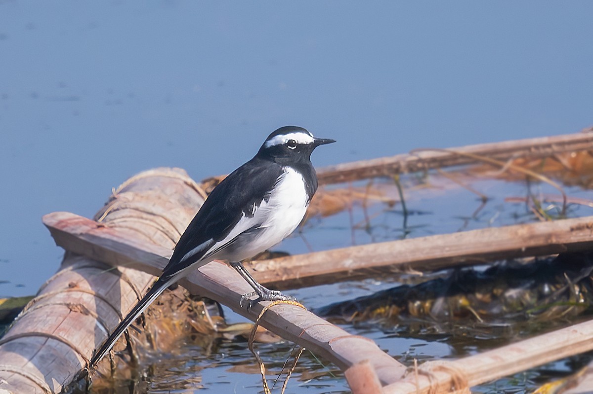 White-browed Wagtail - ML525053271