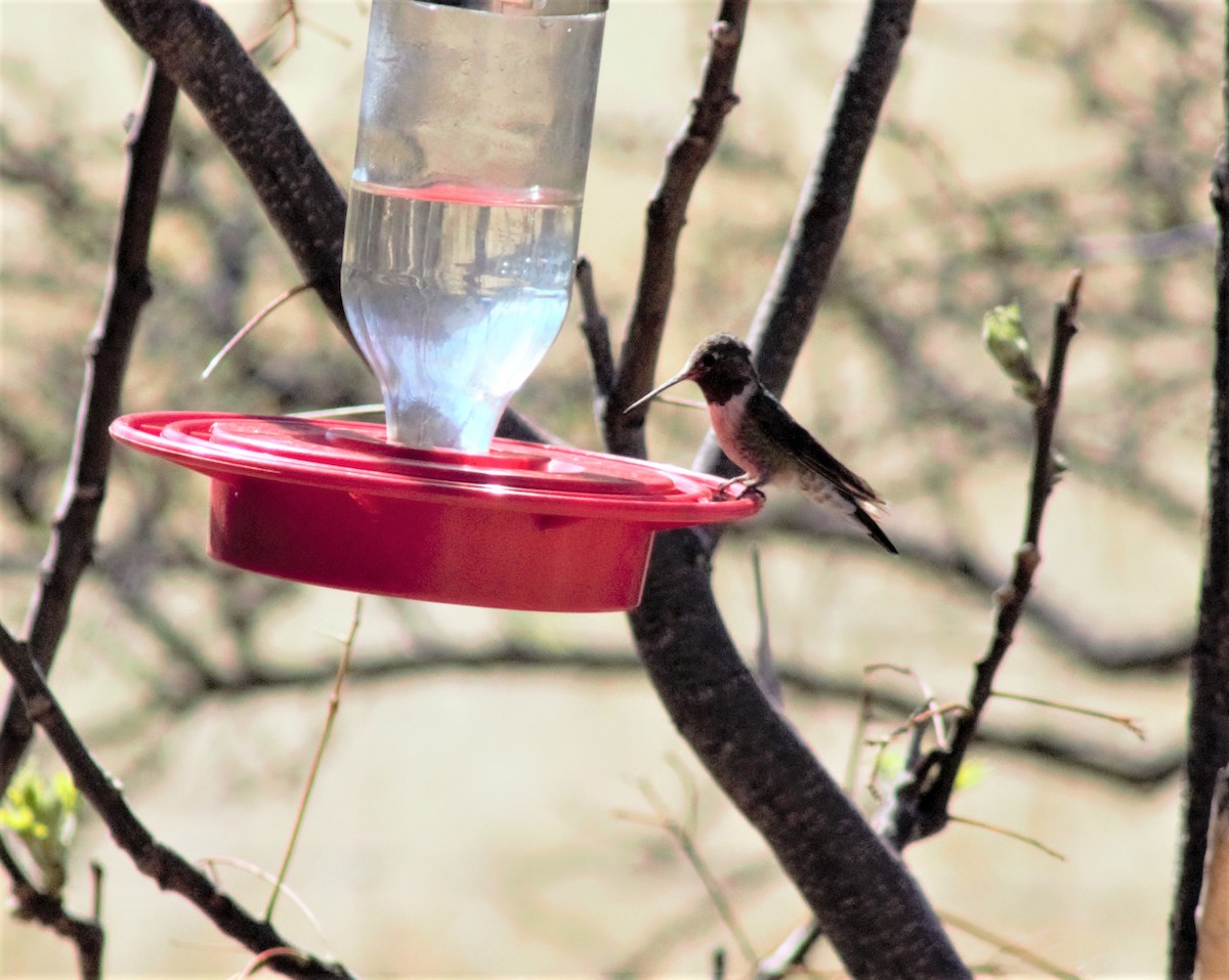 Anna's Hummingbird - ellen horak