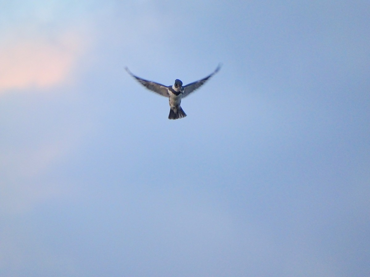 Belted Kingfisher - ML525058401