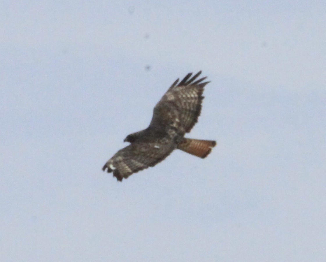 Red-tailed Hawk - ML525059621
