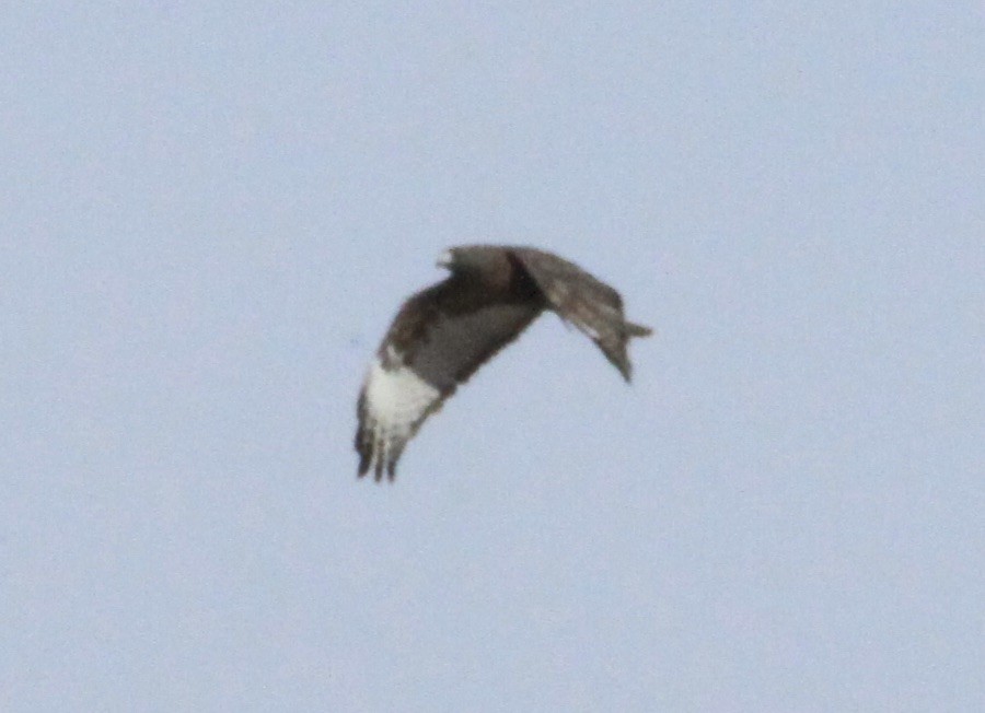 Red-tailed Hawk - ML525059711
