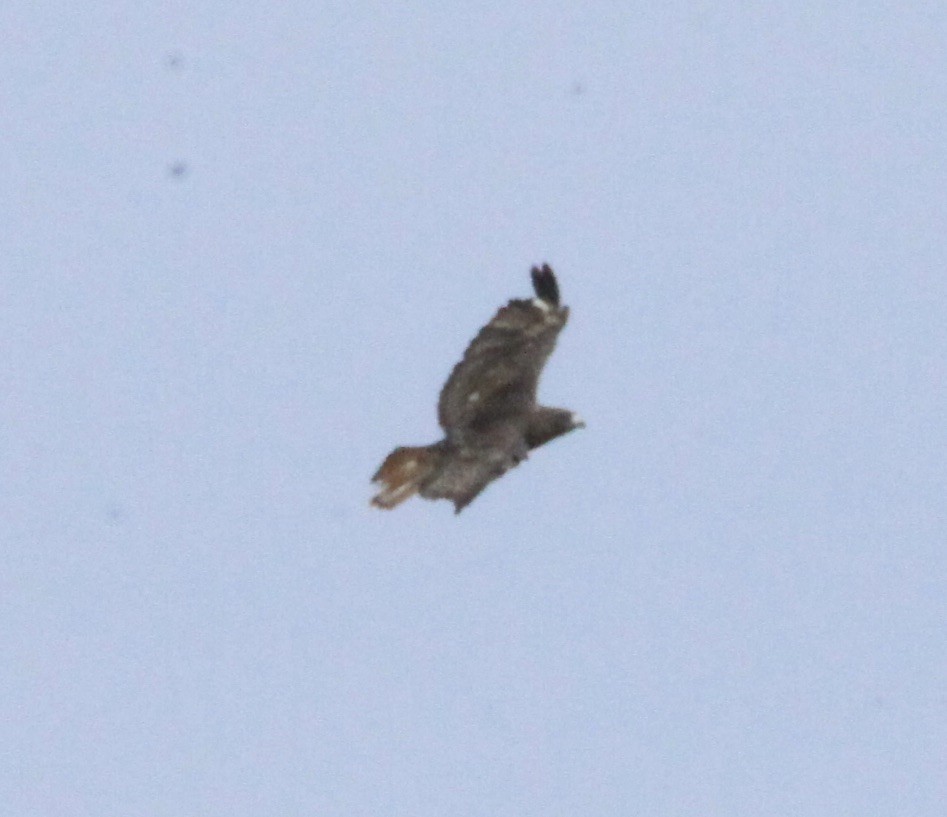 Red-tailed Hawk - ML525059781