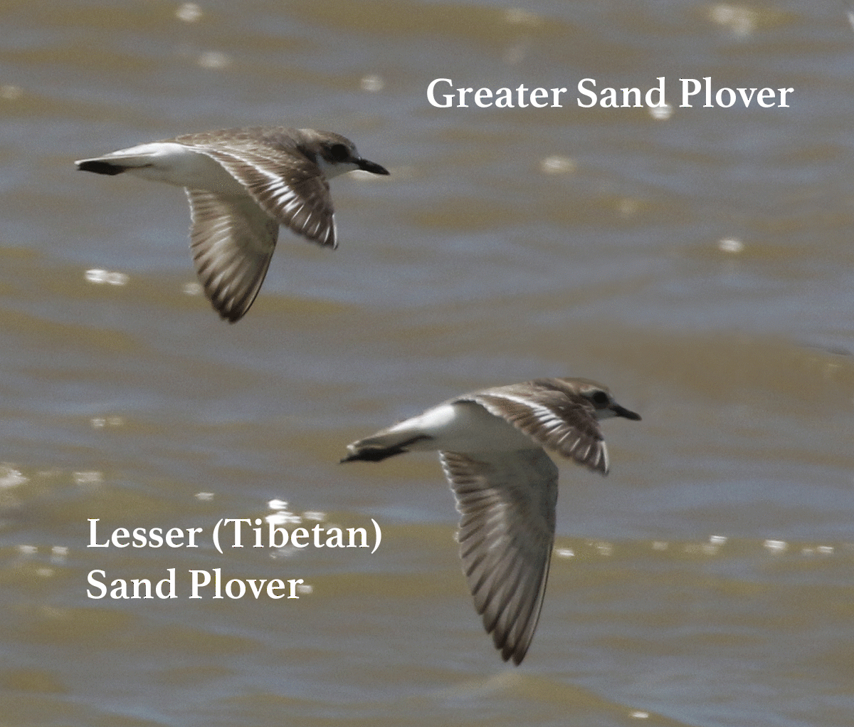 Greater Sand-Plover - ML52507031