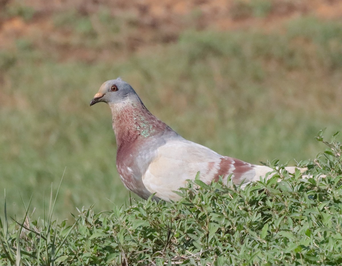 Pigeon biset (forme domestique) - ML525078431