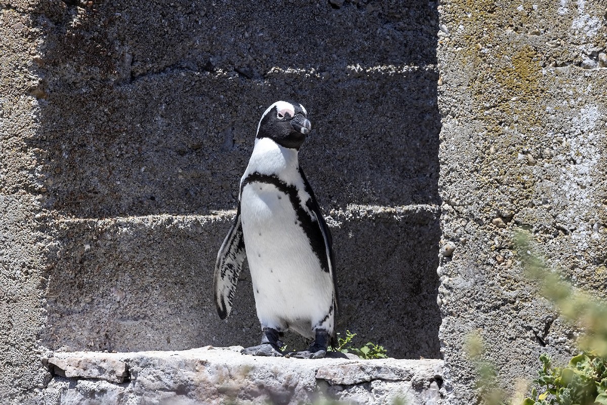 African Penguin - Niall D Perrins